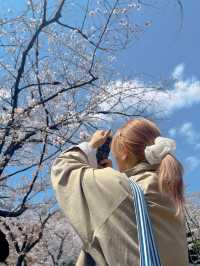 櫻花季2025 Spring 🌸🇯🇵 代々木公園