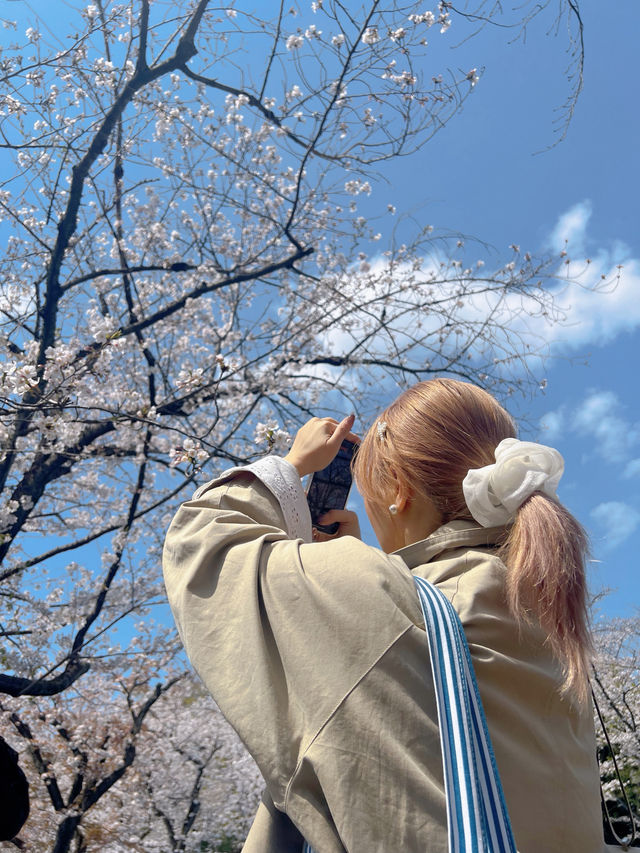 櫻花季2025 Spring 🌸🇯🇵 代々木公園