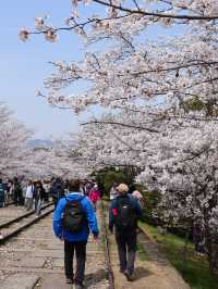 京都の蹴上インクライン🌸