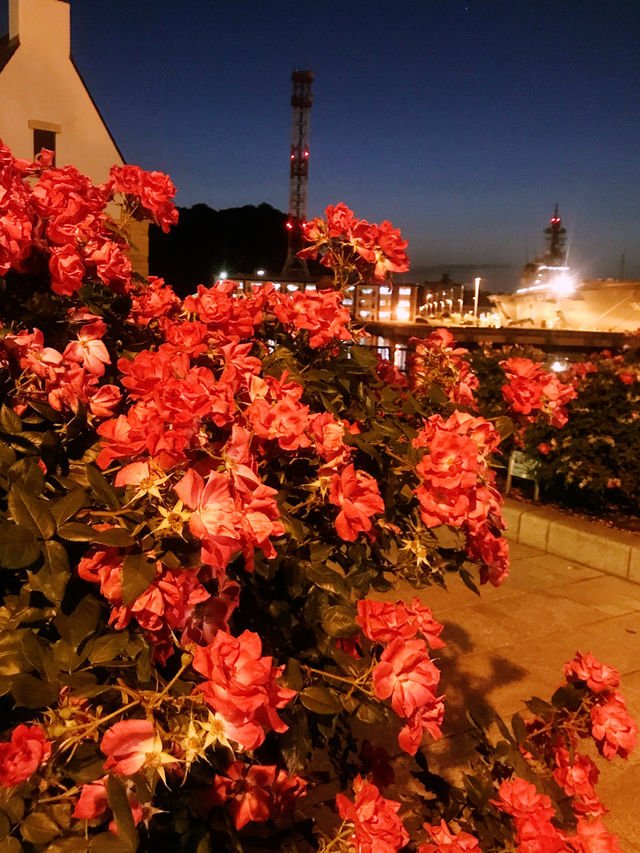 【バラ🌹が満開のヴェルニー公園から横須賀芸術劇場での意義ある滞在】