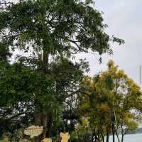 澄清湖｜「湖光山色中的櫻花樂園」