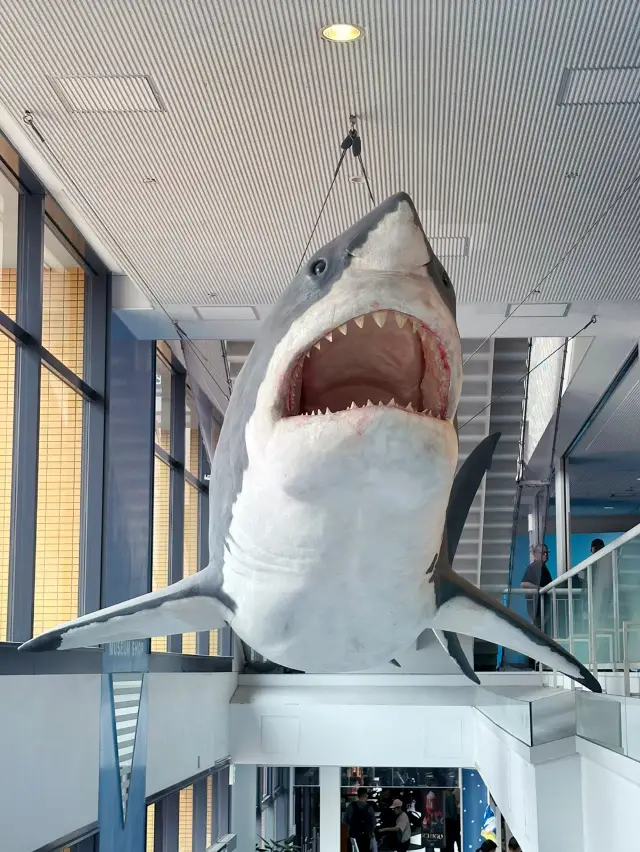 驚喜連連的海遊館🐬