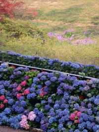 *Shangfangshan National Forest Park– Suzhou’s Wildflower Paradise