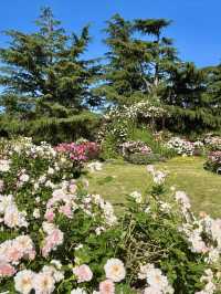 Spring Blooms at the Kyoto Botanical Gardens Rose Garden
