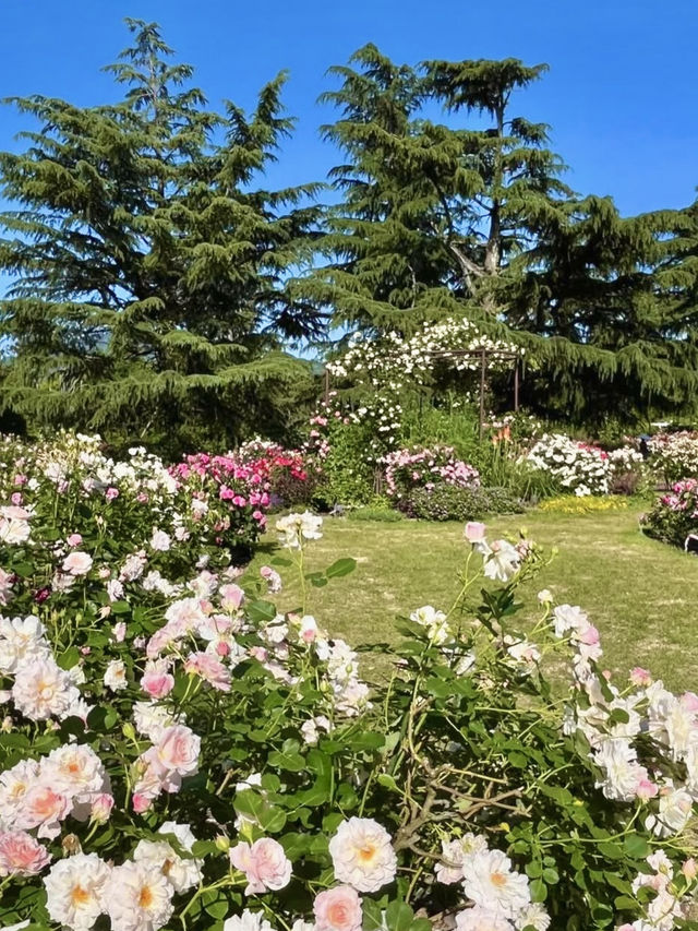 Spring Blooms at the Kyoto Botanical Gardens Rose Garden