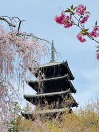 【 京都🇯🇵 】 遅咲きの桜を味わう、モデルプラン🌸