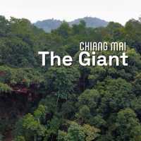 คาเฟ่บนต้นไม้ยักษ์ เชียงใหม่ The Giant