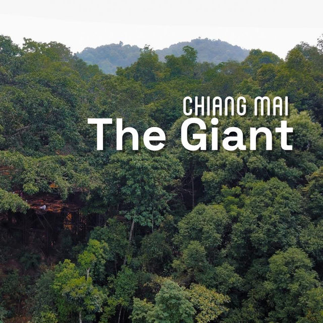 คาเฟ่บนต้นไม้ยักษ์ เชียงใหม่ The Giant คาเฟ่บนต้นไม้ยักษ์ เชียงใหม่ The Giant