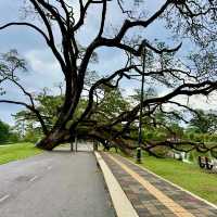 🌿🚂 A Day Escape from Penang: Chasing Rain & History in Taiping by Train