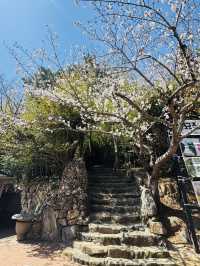 Unexpected Sakura Magic at Haedong Yonggungsa!