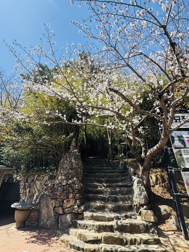 Unexpected Sakura Magic at Haedong Yonggungsa!