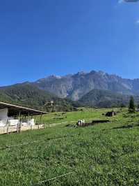 Moo-tiful Mornings in Kundasang: A Taste of New Zealand in Sabah