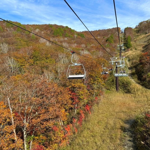 スキーで有名なスポットだけど脳に叩き込まれるまるで異世界の絶景🌳