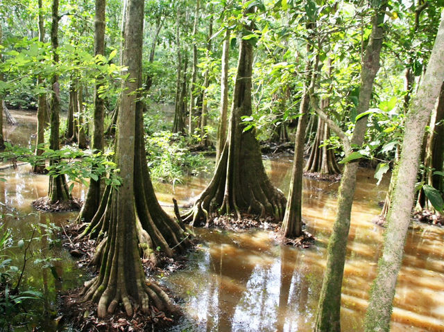 Wild & Wondrous: My Jungle Adventure on Kinabatangan River! 🌿🐘