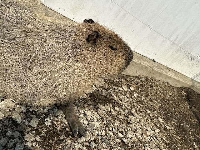 【阿蘇】ファームランドで動物と触れ合う