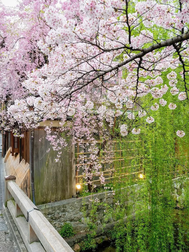 Twilight Petals: Gion Shirakawa’s Hidden Springtime Elegance