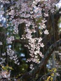 A Visit to Daigo-ji Temple: The Ultimate Cherry Blossom Experience in Japan 🌸