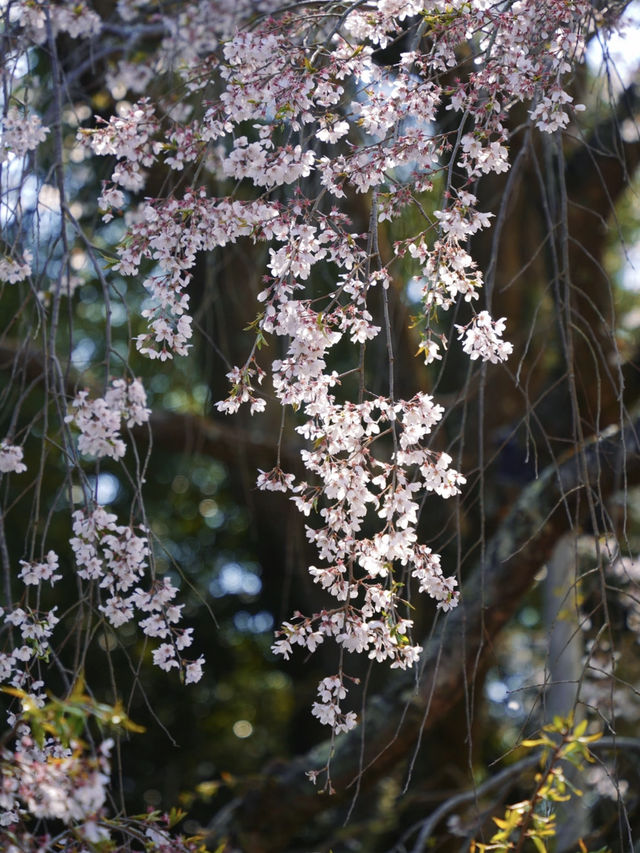 A Visit to Daigo-ji Temple: The Ultimate Cherry Blossom Experience in Japan 🌸
