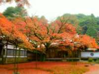 樹齢400年を超える大楓の紅葉