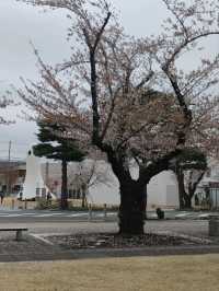 Towada Art Center Sakura | A Spring Symphony of Art and Nature