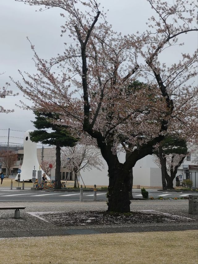 Towada Art Center Sakura | A Spring Symphony of Art and Nature