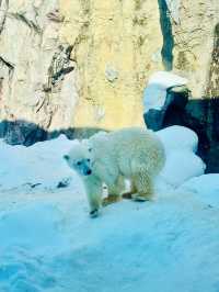 【北海道】旭山動物園：冬日限定超萌企鵝巡遊
