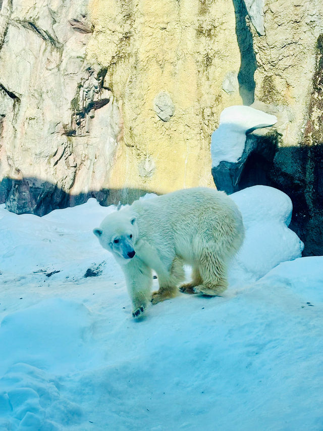 【北海道】旭山動物園：冬日限定超萌企鵝巡遊