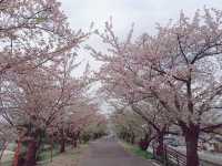 廣島賞櫻：住吉堤防敷櫻並木