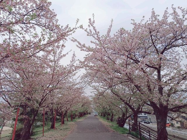 廣島賞櫻：住吉堤防敷櫻並木