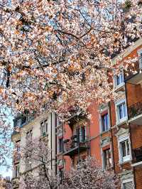 Zurich’s Cherry Blossom Street: Bertastrasse in Full Bloom