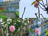 🌸鰂魚涌公園的驚喜🌸