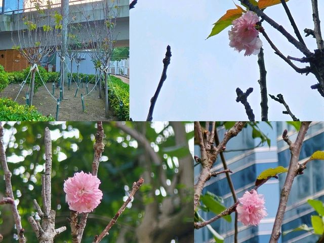 🌸鰂魚涌公園的驚喜🌸
