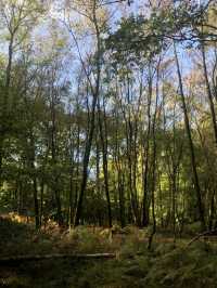 Visit Winnie the Pooh Park, Hartfield 🏴󠁧󠁢󠁥󠁮󠁧󠁿