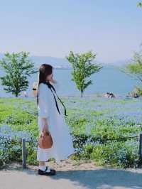 Nemophila-Công viên ven biển Maishima
