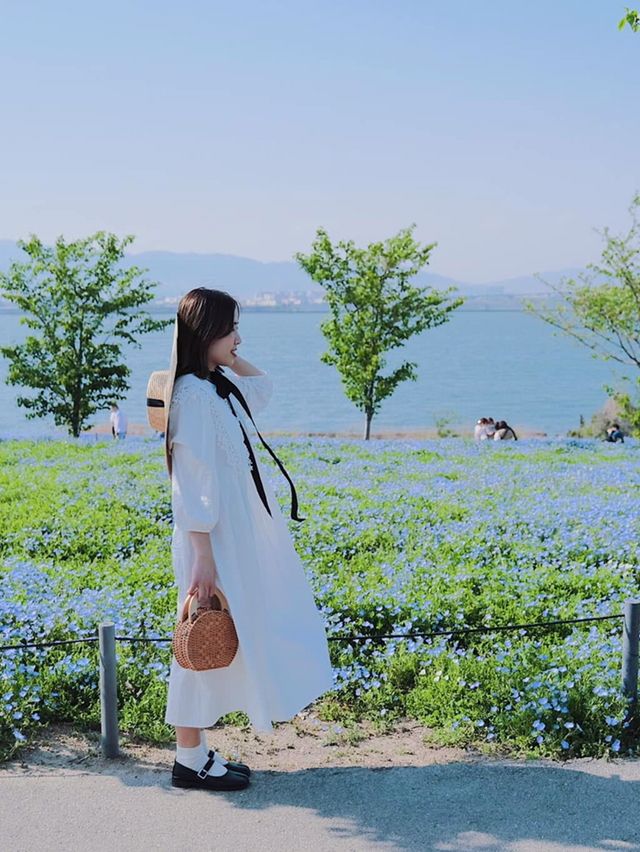 Nemophila-Công viên ven biển Maishima