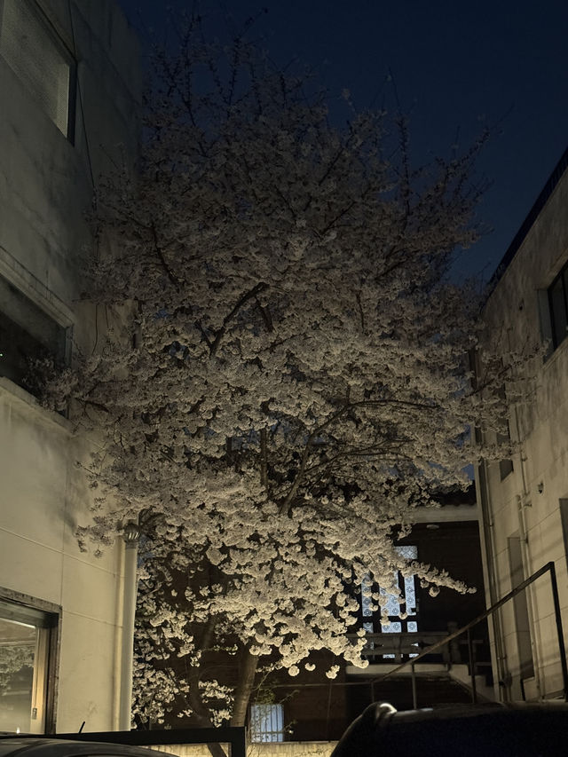 서울 벚꽃 명소 추천, 합정 벚꽃 명당 정리