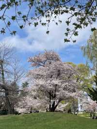 Sakura Viewing at Nakajima Park in Hokkaido