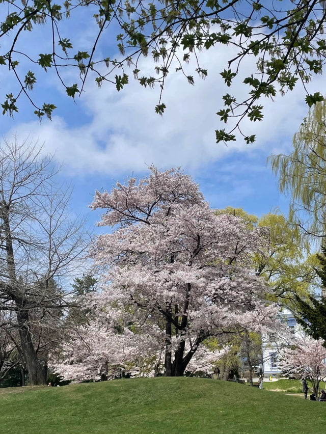Sakura Viewing at Nakajima Park in Hokkaido