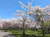 札幌近郊賞櫻秘境---豊平川桜の杜