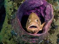 Scuba diving- ดำน้ำลึก ดูปะการัง ที่เกาะเต่า