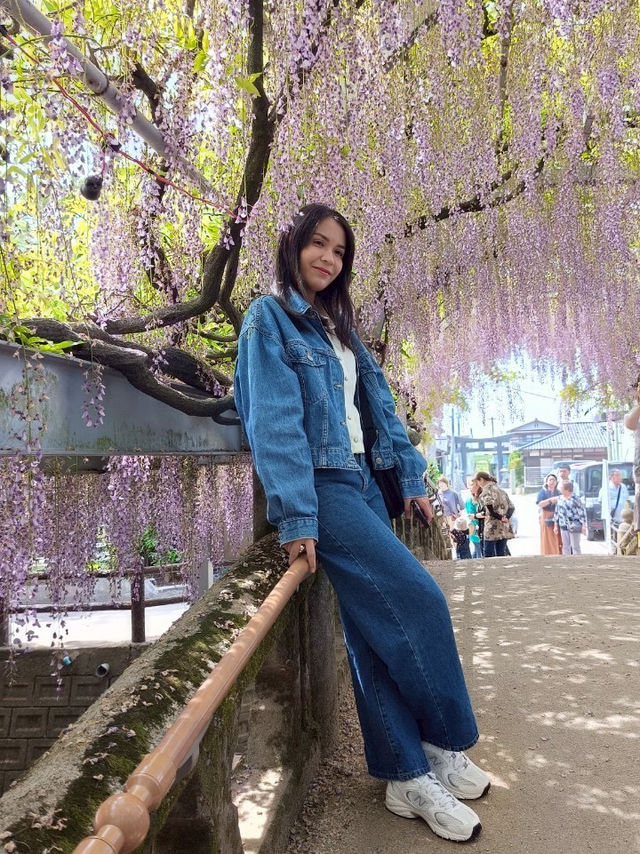 พาชมดอกวิสทีเรีย Nakayama Ofuji Festival