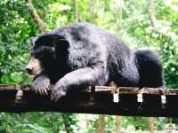 Tat Kuang Si Bear Rescue Centre