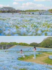 Uminonakamichi สวนดอกไม้ริมทะเลแห่งฟุกุโอกะ