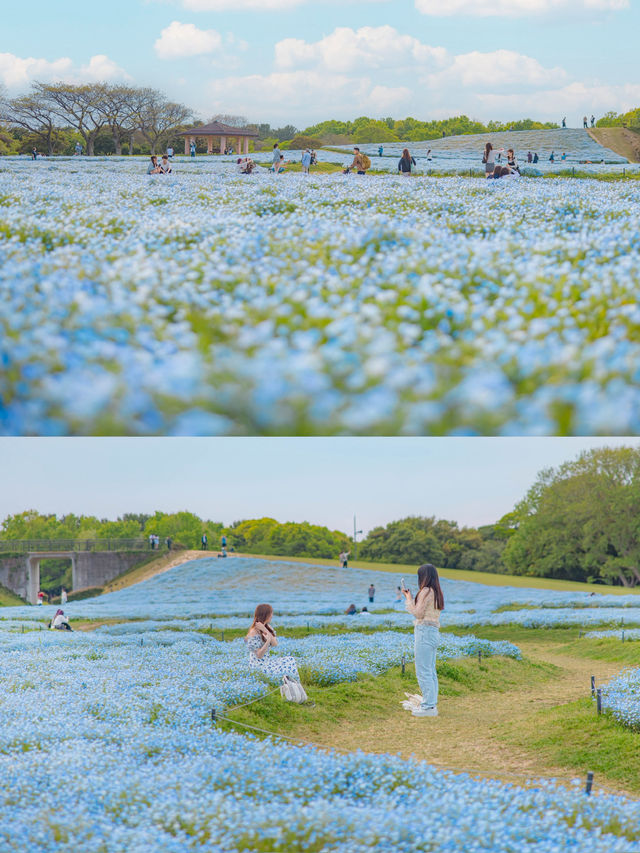 Uminonakamichi สวนดอกไม้ริมทะเลแห่งฟุกุโอกะ