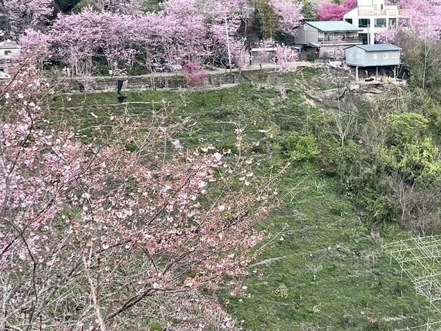 粉嫩仙境散步中！清境櫻花季太浪漫了 💕