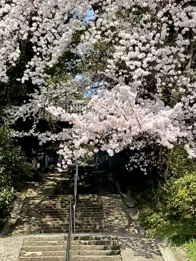 春雪初融，櫻花初綻：仙台的淡雅花之旅🌸💕