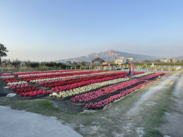 台中后里｜中社觀光花市，賞花、買盆栽、毛孩也能一起玩！