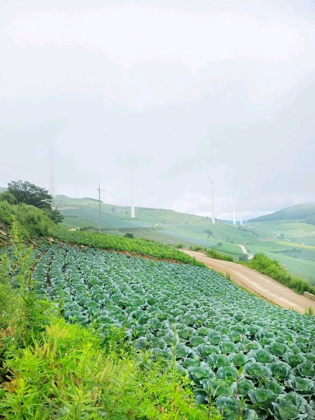 태백하늘아래[매봉산 바람의 언덕]