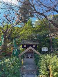 【東京】ここ行ったらやるべき3つのこと🌸桜の神結びで運気アップ