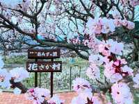 Anzu no Sato Observatory Forest